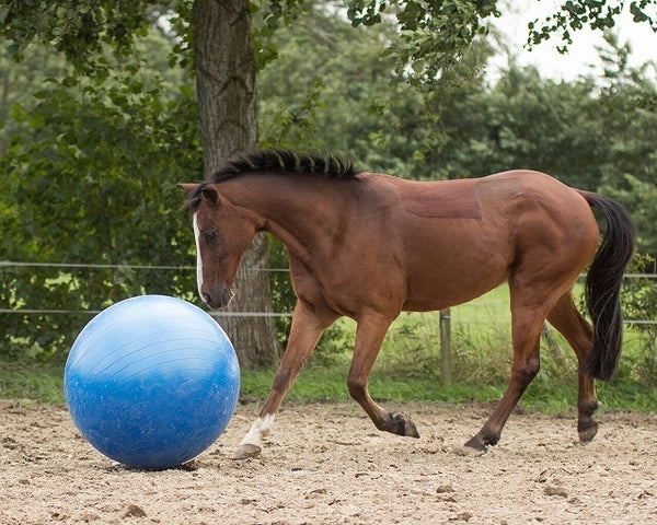 PALLA PER CAVALLI Horse football 8005