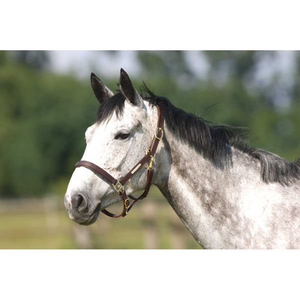 CAVEZZA CUOIO NORTON