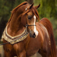 Immagine per la categoria Cavalli arabi show